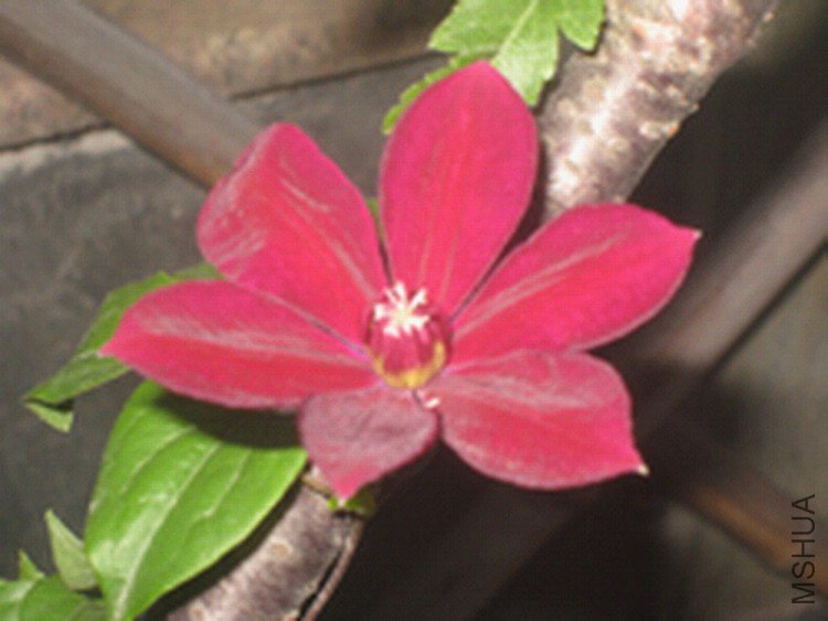 ���������й�����