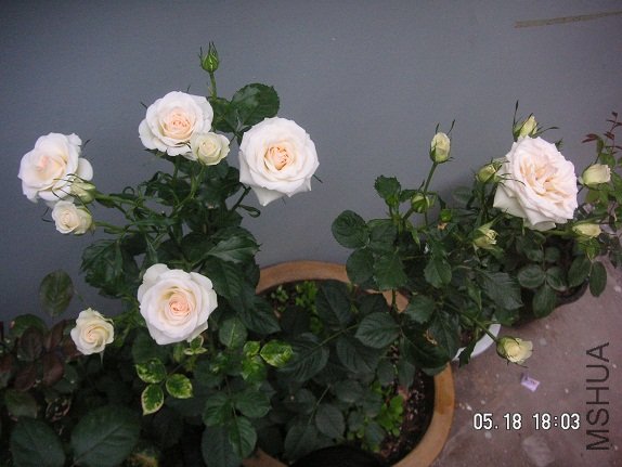 PICT5770.JPG