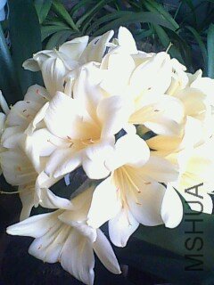 IMG0405A.jpg