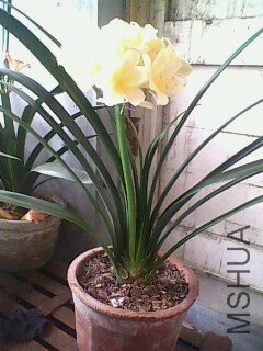 IMG0409A.jpg