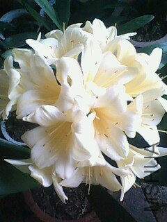 IMG0404A.jpg