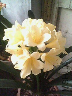 IMG0411A.jpg