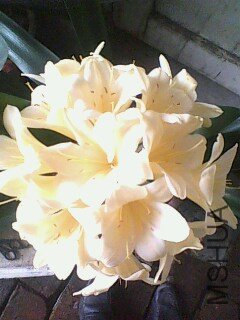 IMG0412A.jpg