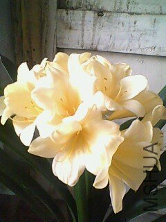 IMG0410A.jpg