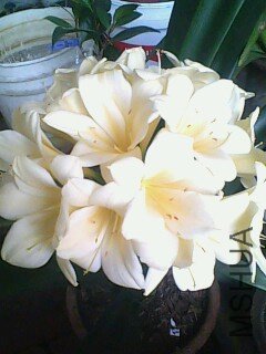 IMG0406A.jpg
