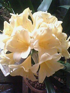 IMG0413A.jpg
