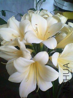 IMG0408A.jpg
