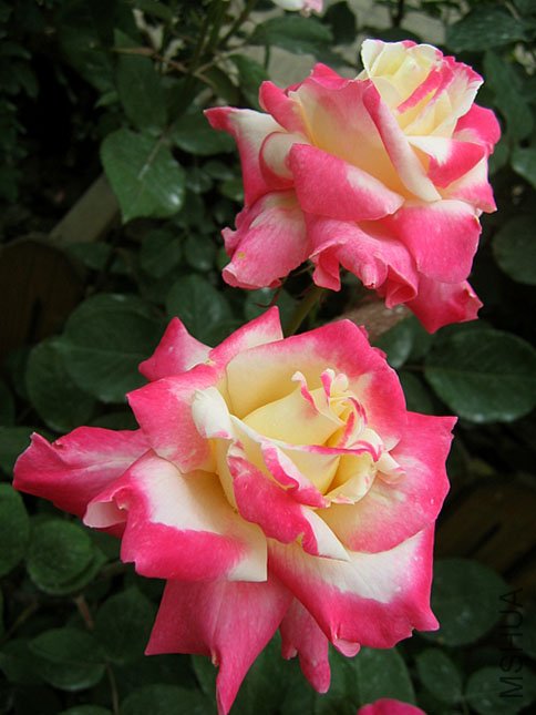 ������ (1).JPG