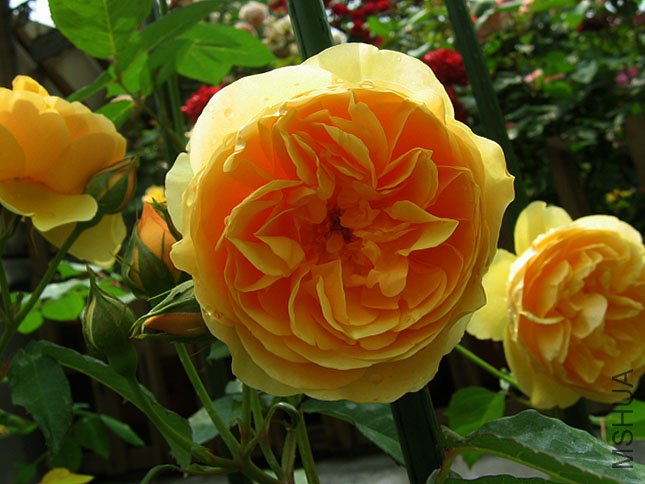 ���׺� (1).JPG