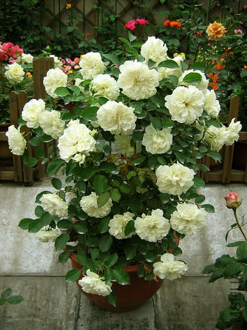 �� ÷�� (1).JPG