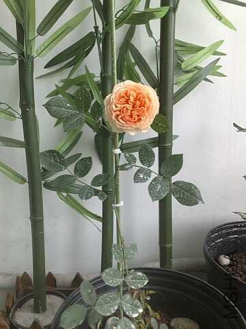 20100515177-С.jpg