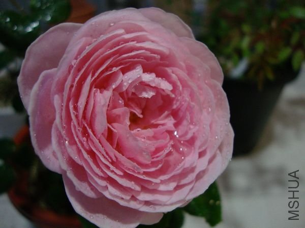 nEO_IMG_DSC00238.jpg