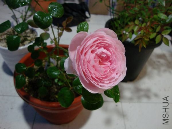 nEO_IMG_DSC00237.jpg