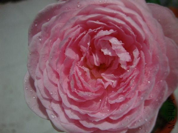 nEO_IMG_DSC00240.jpg