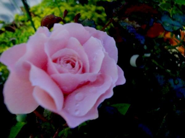 nEO_IMG_DSC00239.jpg