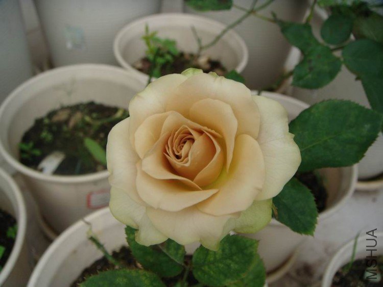 ������С DSC07509.JPG