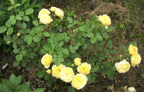 100_3382.jpg