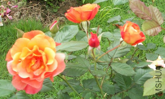 100_3466.jpg