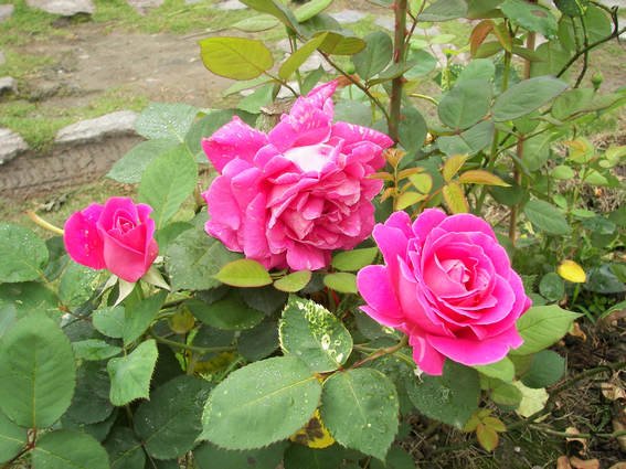 100_3393.jpg