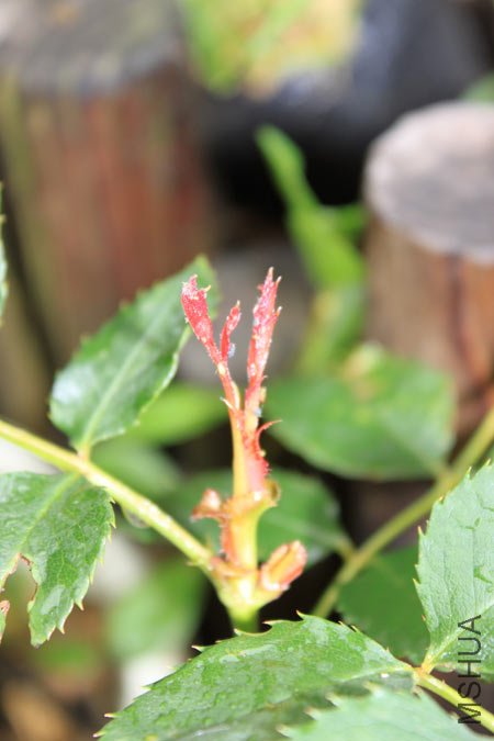 IMG_6232.jpg