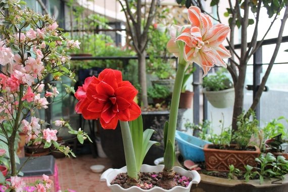 ˫�������