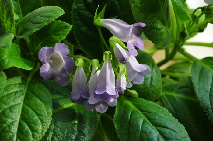 DSC_1680.jpg