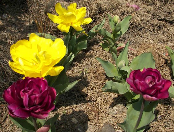 100_3176.jpg
