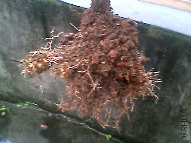 IMG1134A.jpg