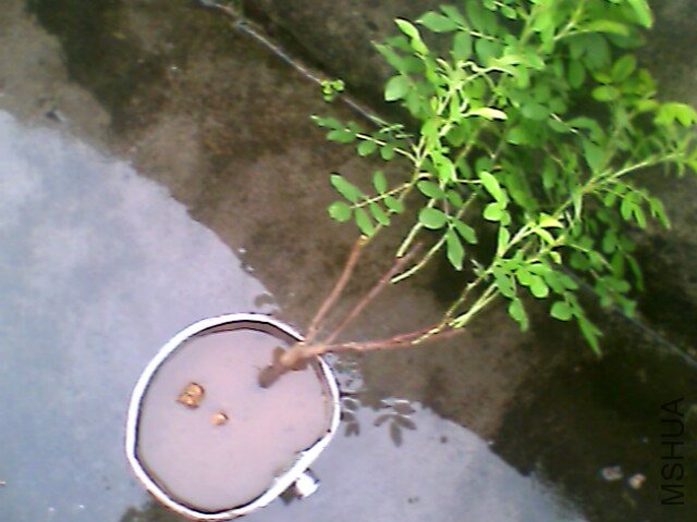 IMG1136A.jpg