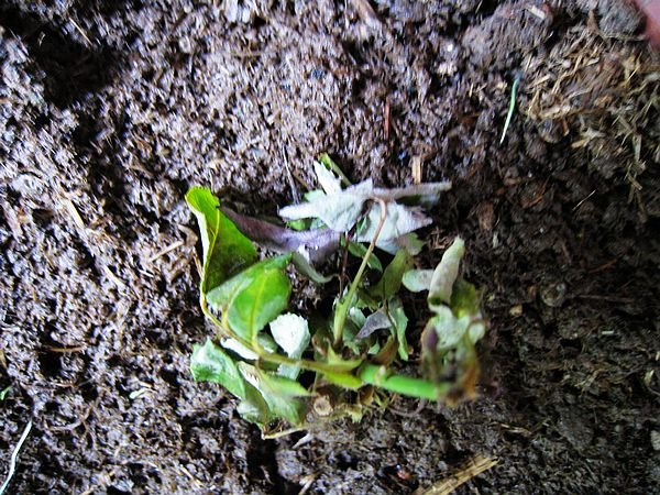 nEO_IMG_IMG_1690.jpg