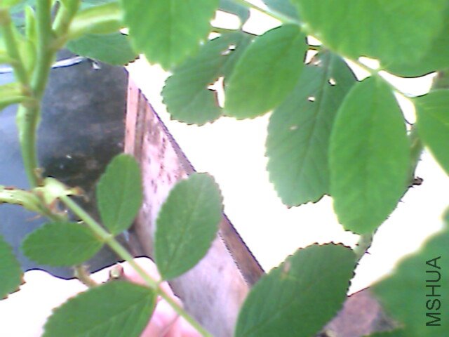 IMG1141A.jpg