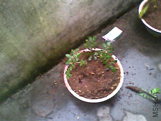 IMG1151A.jpg