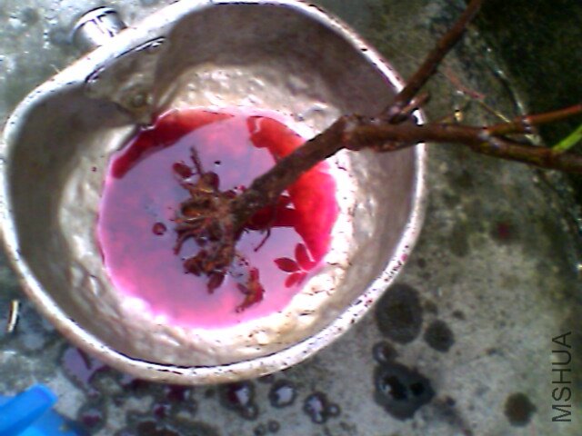 IMG1143A.jpg
