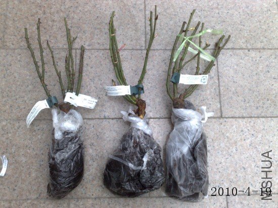 201004191557m.jpg