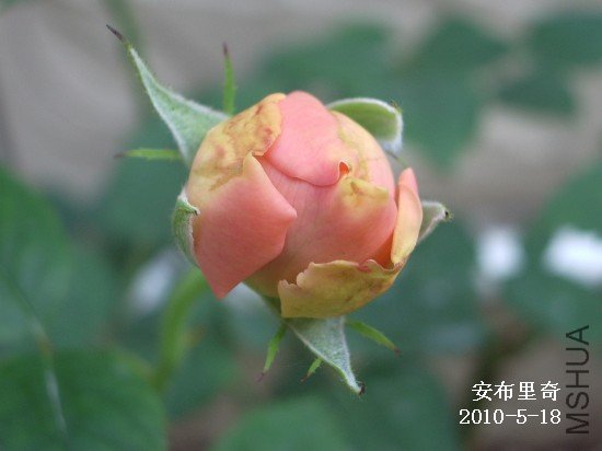 IMGP9492M.jpg