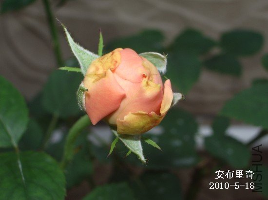 IMGP9486M.jpg