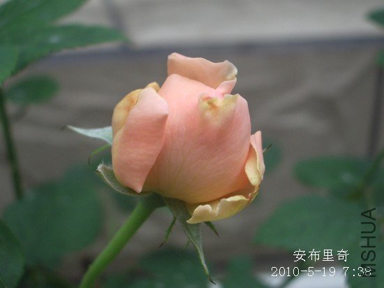 IMGP9517.jpg