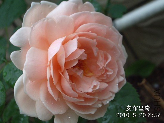 IMGP9554M.jpg