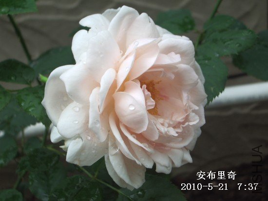 IMGP9594M.jpg