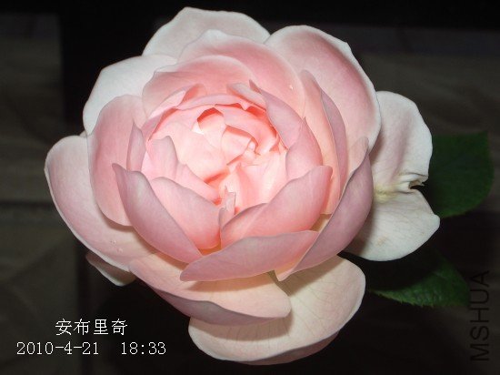IMGP9611M.jpg