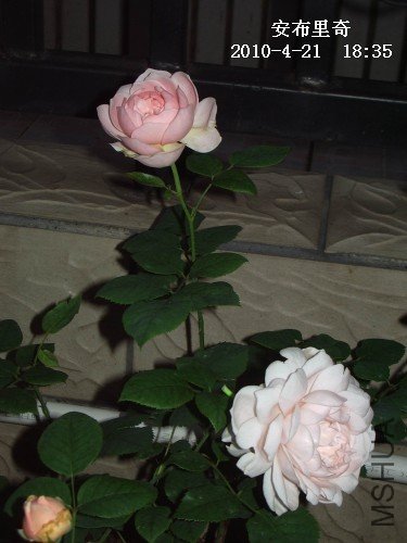 IMGP9617M.jpg