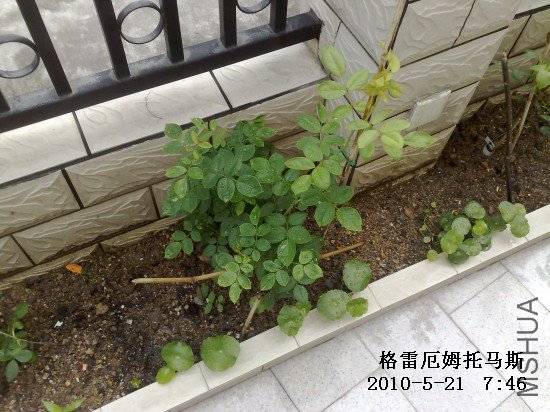 201005211729M.jpg