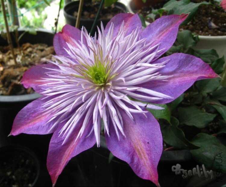 2010-05-14 ����Ů��д-do.jpg