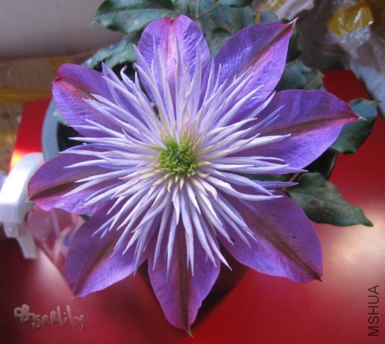 2010-05-10 ����Ů��д-do.jpg