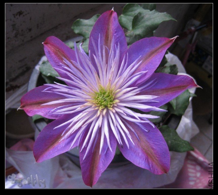 2010-05-08 ����Ů-��һ�������˵�-do.jpg