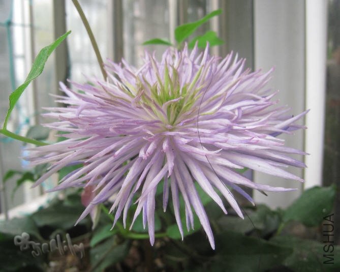 2010-05-18 ��������Ů-do.jpg