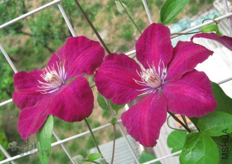 2010-05-14 ����-do.jpg