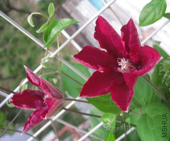 2010-05-12 ���¶��-do.jpg