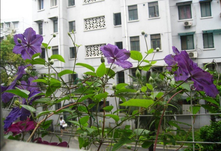 2010-05-18 ά������Ⱥ-do.jpg