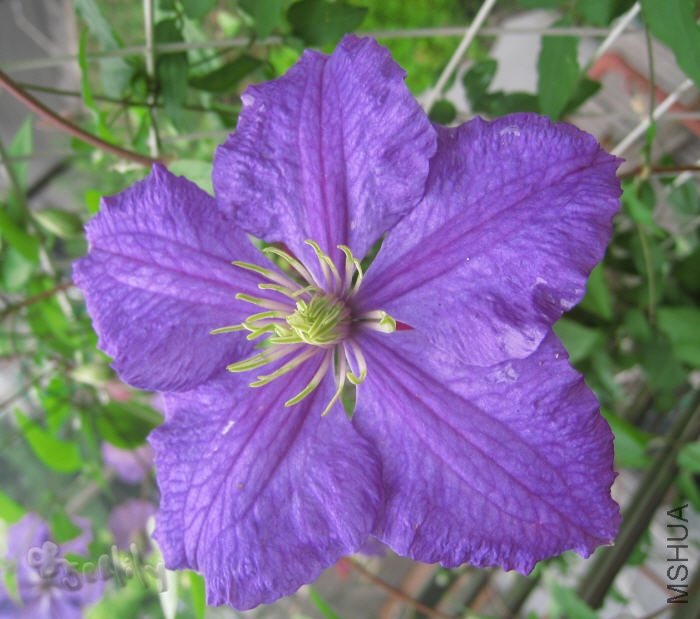 2010-05-19 ά������-do.jpg